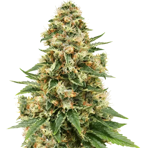 Sensi Skunk Cannabis Seeds
