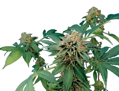 Shark Bite Cannabis Seeds
