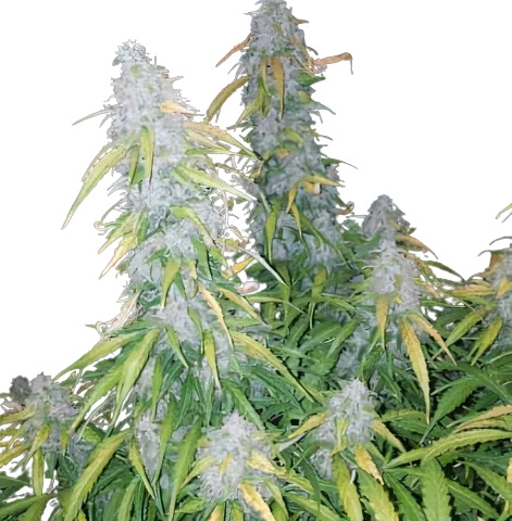 Six Shooter Cannabis Seeds