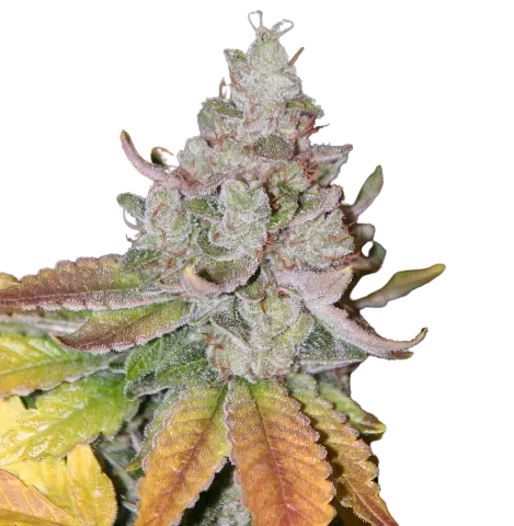 Sour Dubble Cannabis Seeds