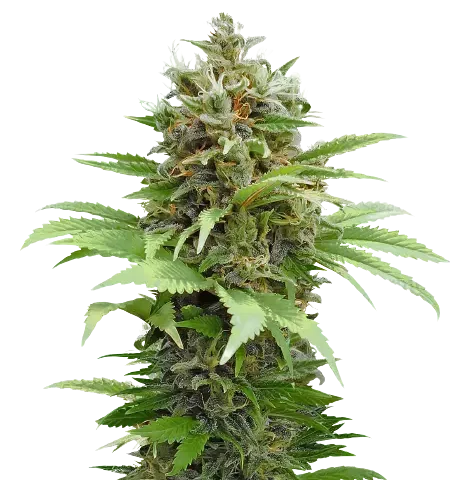 South Indian Cannabis Seeds