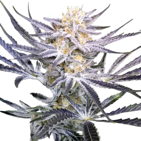 Strawberry Fields Cannabis Seeds