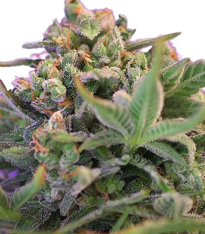 Sweet Cheese Cannabis Seeds