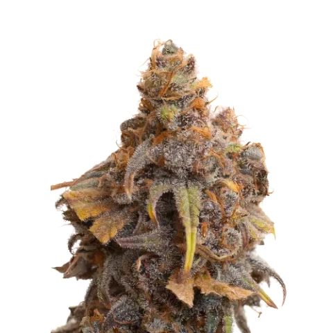 Swiss Cannabis Seeds