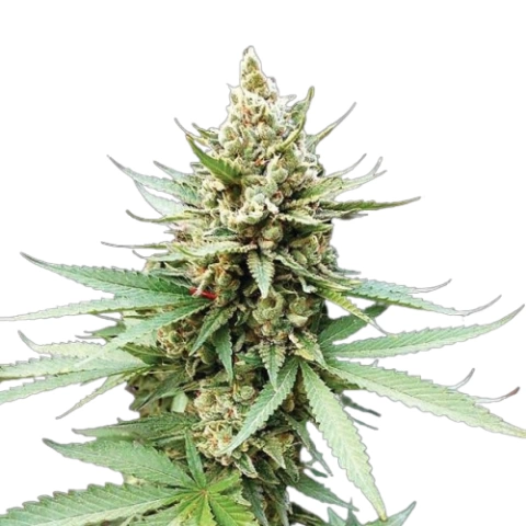 Terminator OG Cannabis Seeds