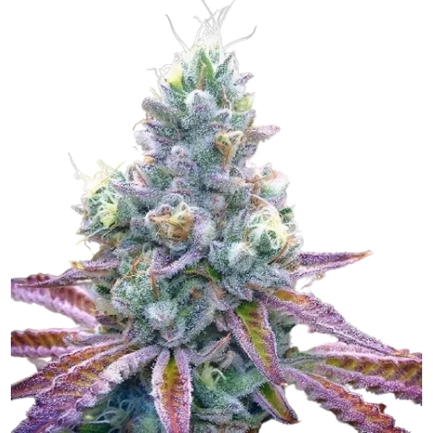 Tiger’s Milk Cannabis Seeds