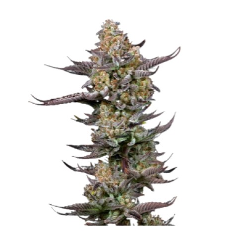 Tigermelon Cannabis Seeds