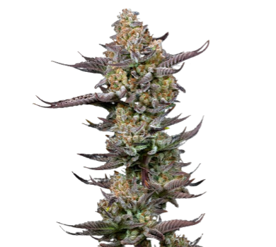 Tigermelon Cannabis Seeds