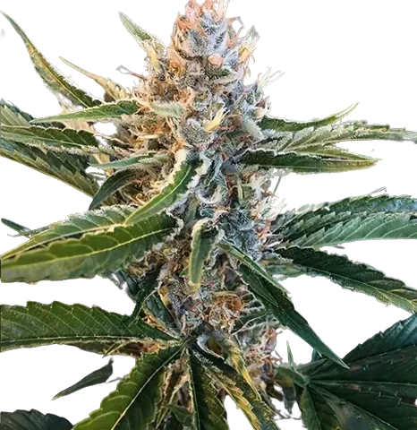 Tree of Life Cannabis Seeds