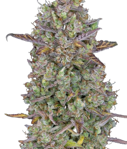 Triangle Kush Cannabis Seeds