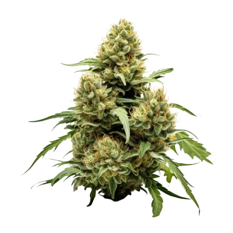 True OG Cannabis Seeds