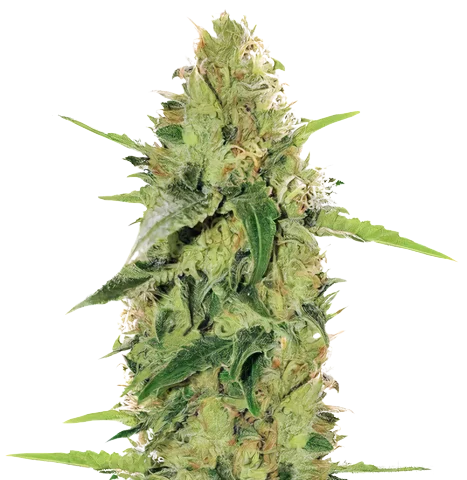 Tutti Frutti Cannabis Seeds