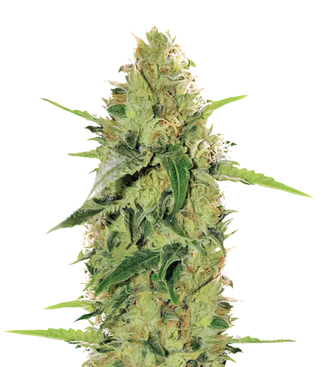 Tutti Frutti Cannabis Seeds