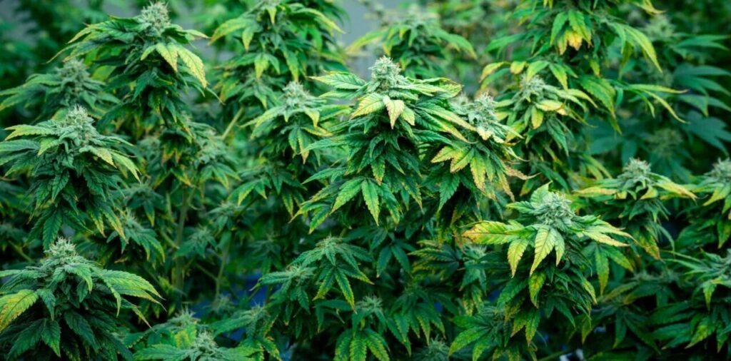 Verticillium Wilt Cannabis 