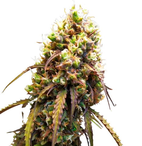 West OG Cannabis Seeds