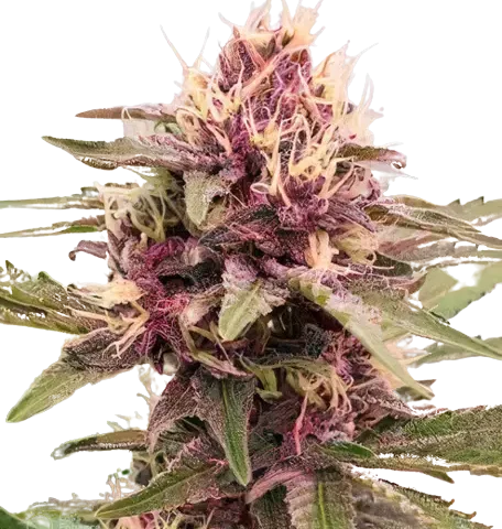 White Empress Cannabis Seeds