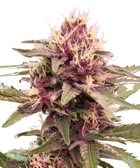 White Empress Cannabis Seeds