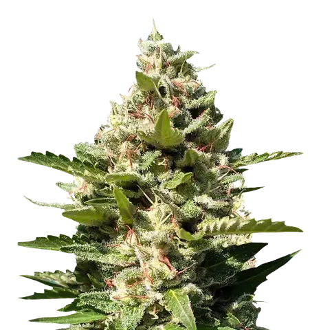 White Kush Cannabis Seeds