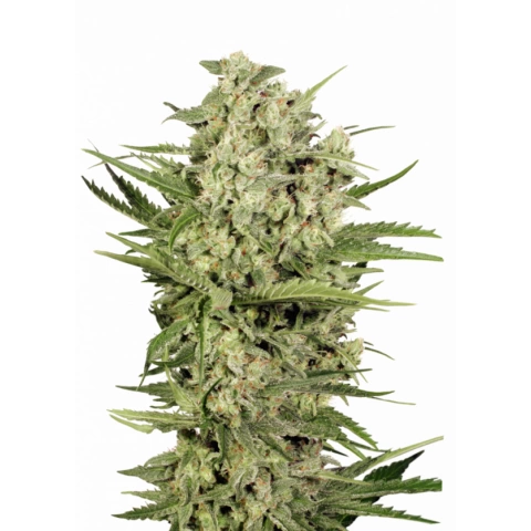 XXX 420 Cannabis Seeds
