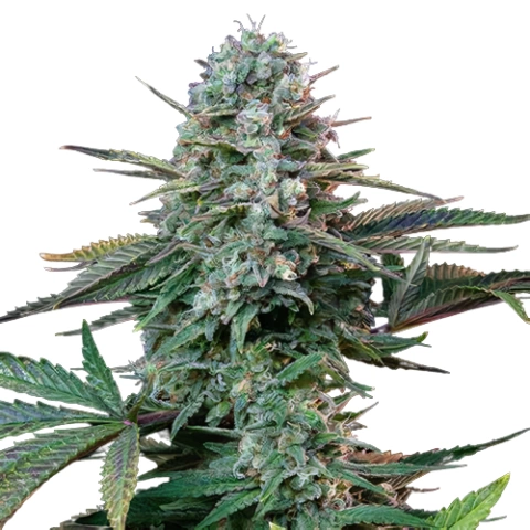 Yoda’s Brain Cannabis Seeds