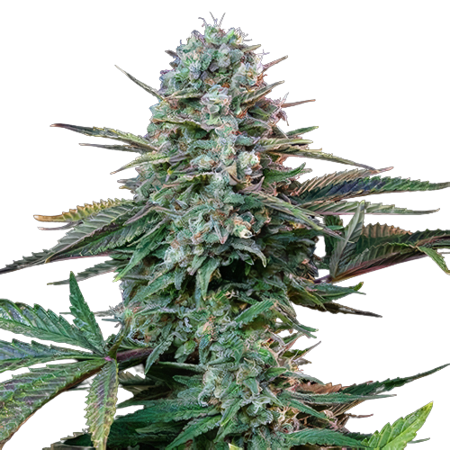 Yoda’s Brain Cannabis Seeds