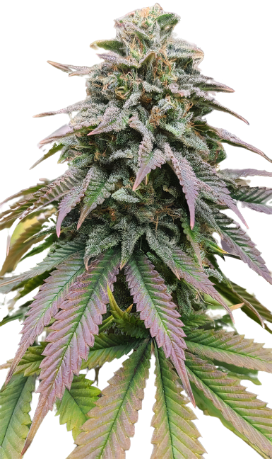 Zombie OG Cannabis Seeds