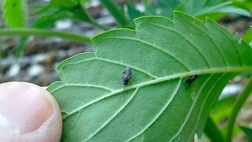 fungus gnats