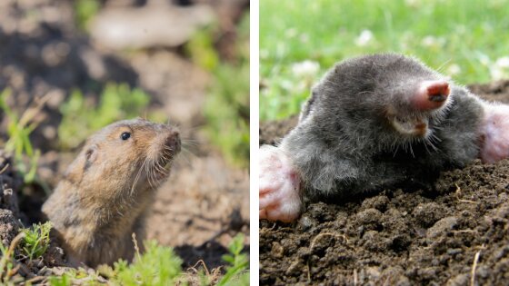 gophers moles