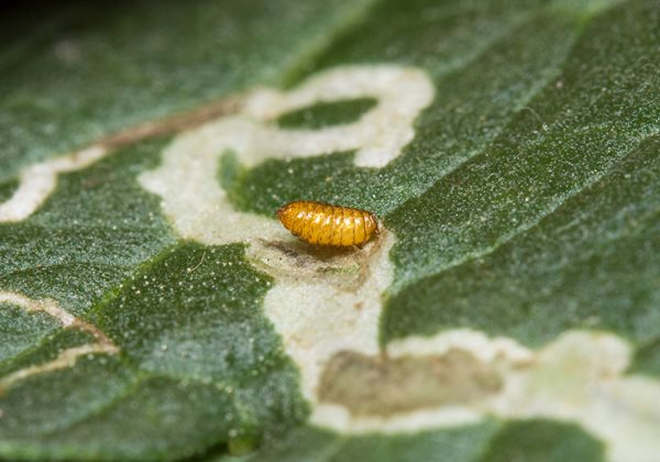 leaf miners