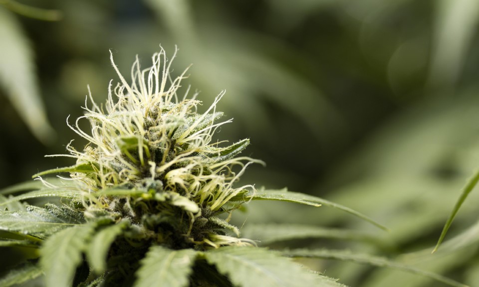 Sativa Strain: Best 10