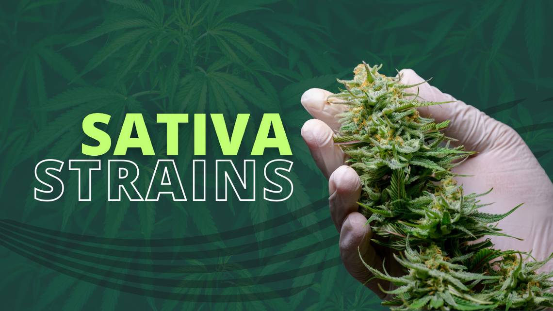 sativa strain 1