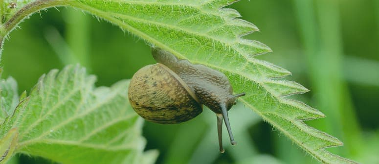 snails and slugs
