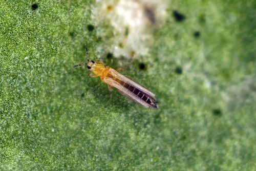thrips