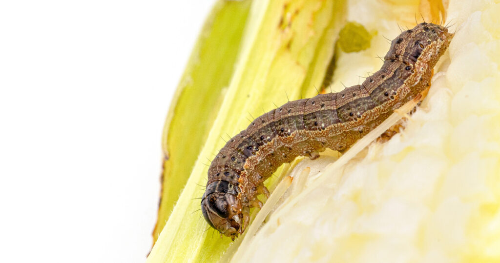 Armyworms