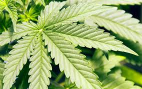 Blackwater Strain Cannabis Seeds cultivation