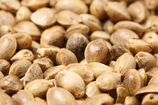 Seeds in North Carolina