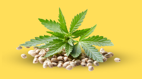 Cannabis Seeds in New Brunswick