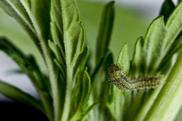 Caterpillars on cannabis