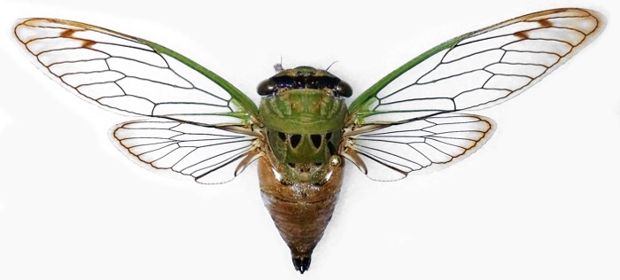 Cicadas