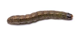 Cutworms