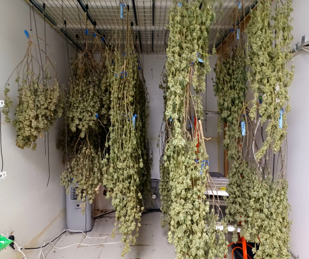 Drying cannabis