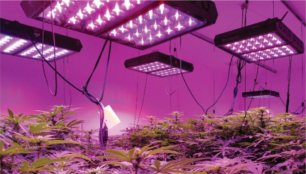 Growing cannabis using LED