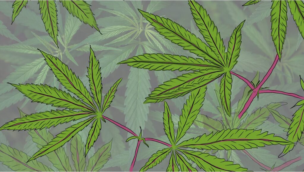 Inadequate pH cannabis