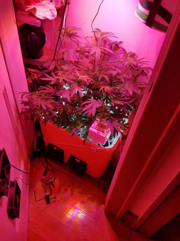 Indoor cannabis in a cupboard