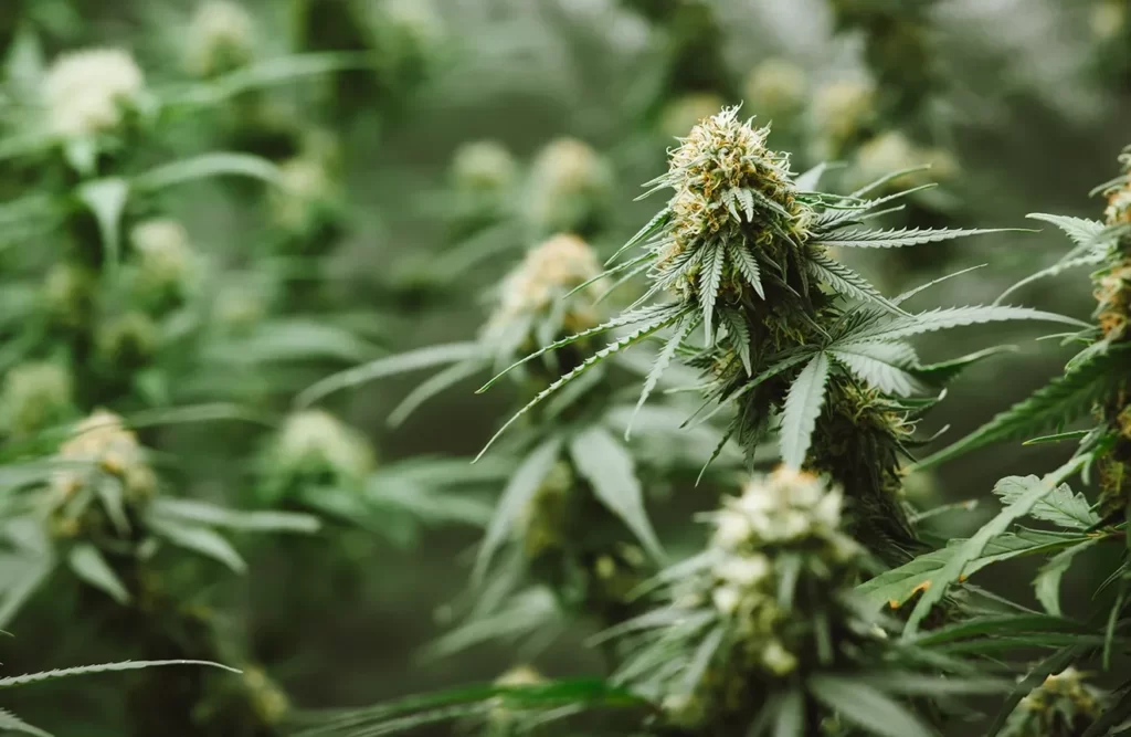 Insomnia Pain Stress