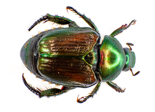 Japanese Beetles