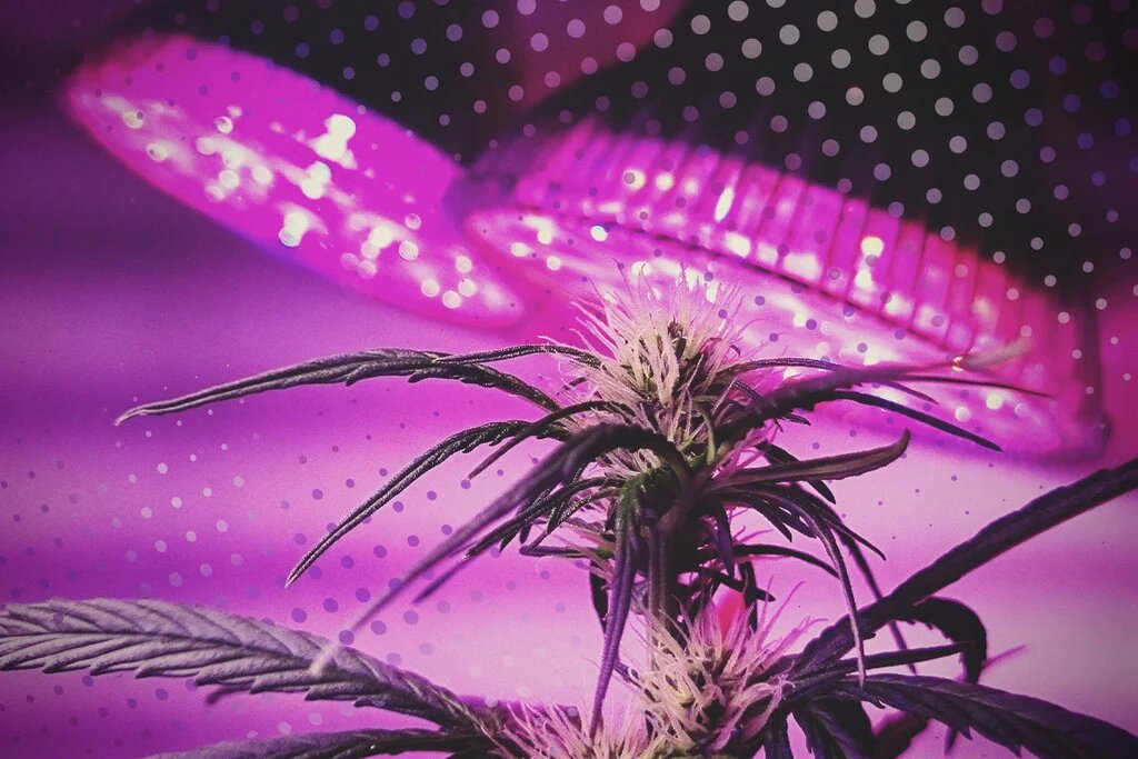 LED grow light cannabis