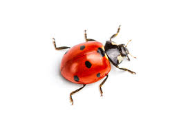 Ladybugs