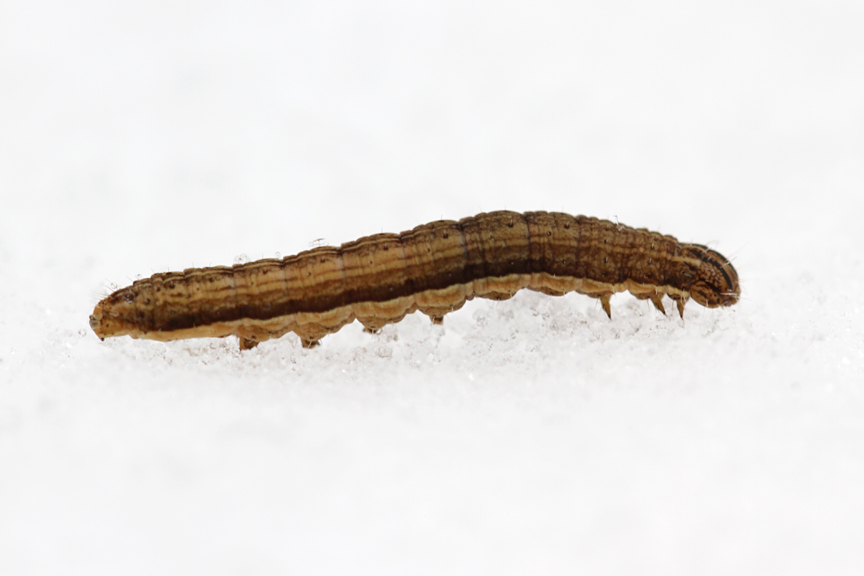 Moth Larvae