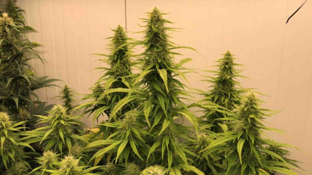 New THCV cannabis seed genetics Dutch Passion 1024x576 1